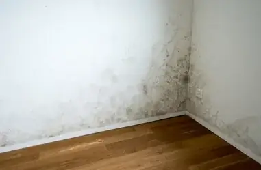 Mold Growth